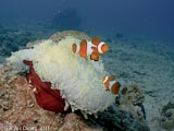 Nemo Clown Fish Gili Air  Divers - Gili Meno Divers Gili Trawangan Lombok Bali Indonesia